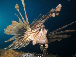 Lionfish on the El mina wreck Hurghada
Canon S95 by Cat Briggs 